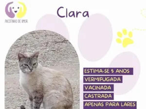 Gato raça SRD-ViraLata idade 4 anos nome Clara