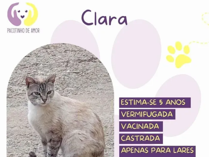 Gato ra a SRD-ViraLata idade 4 anos nome Clara