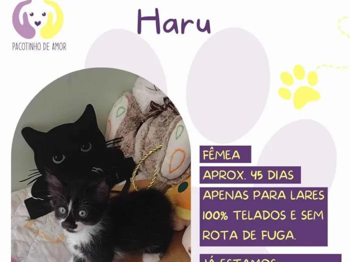 Gato ra a SRD-ViraLata idade 2 a 6 meses nome Haru