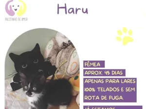 Gato raça SRD-ViraLata idade 2 a 6 meses nome Haru