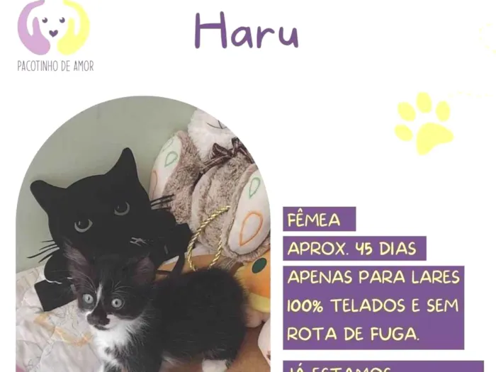 Gato ra a SRD-ViraLata idade 2 a 6 meses nome Haru