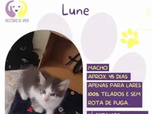 Gato raça SRD-ViraLata idade 2 a 6 meses nome Lune