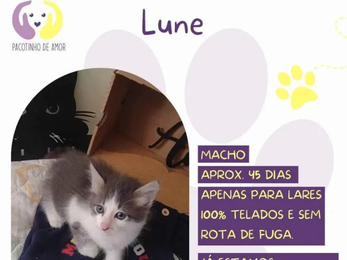 Gato ra a SRD-ViraLata idade 2 a 6 meses nome Lune