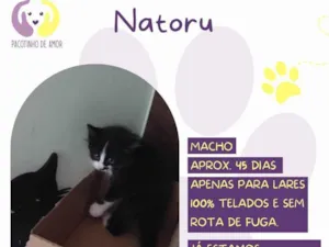 Gato raça SRD-ViraLata idade 2 a 6 meses nome Notaru