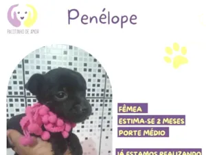 Cachorro raça SRD-ViraLata idade 2 a 6 meses nome Penélope