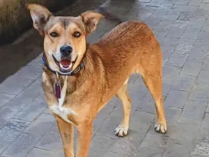 Cachorro raça SRD-ViraLata idade 4 anos nome Marley 