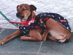 Cachorro raça SRD-ViraLata idade 5 anos nome Laika