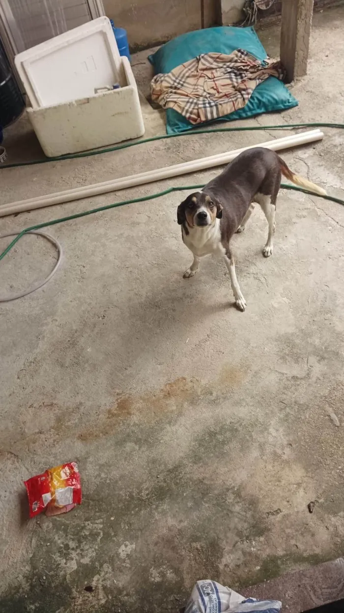 Cachorro ra a Fox Terrier idade 6 ou mais anos nome Kuki