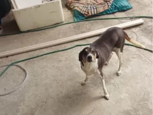 Cachorro raça Fox Terrier idade 6 ou mais anos nome Kuki