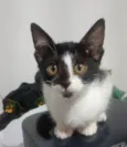 6 gatinhos para doação