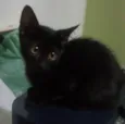 6 gatinhos para doação