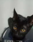 6 gatinhos para doação