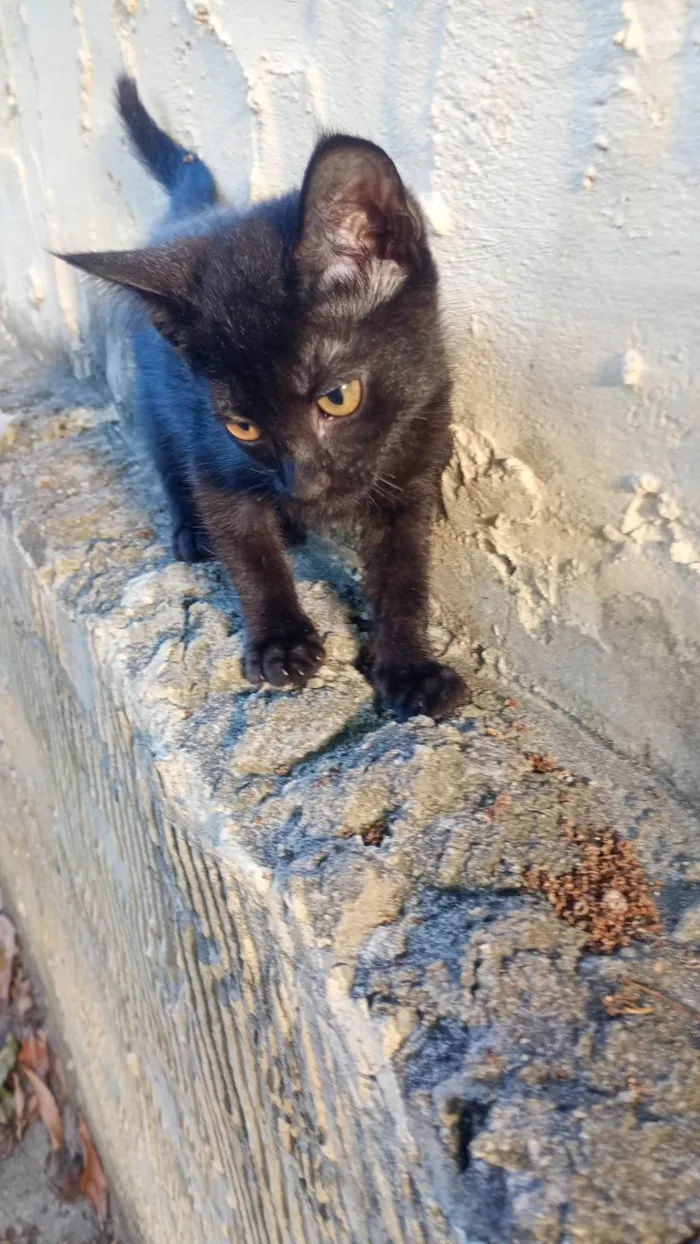 Gato ra a SRD-ViraLata idade 2 a 6 meses nome 6 gatinhos para doação 