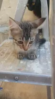 6 gatinhos para doação