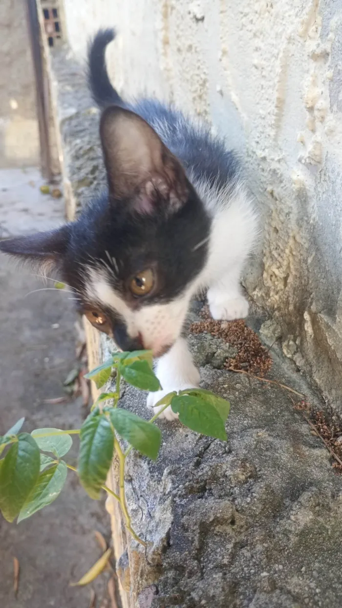 Gato ra a SRD-ViraLata idade 2 a 6 meses nome 6 gatinhos para doação 