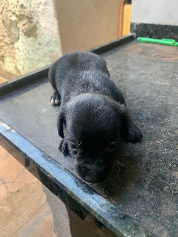 Cachorro ra a Maltês idade Abaixo de 2 meses nome Filhotes mestiço Maltês 