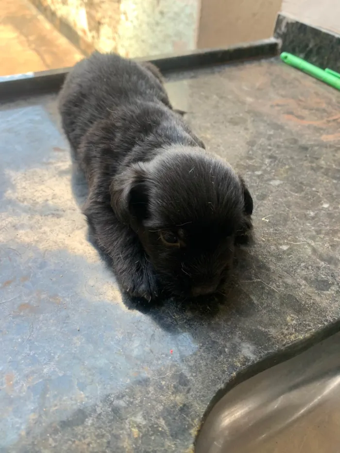 Cachorro ra a Maltês idade Abaixo de 2 meses nome Filhotes mestiço Maltês 