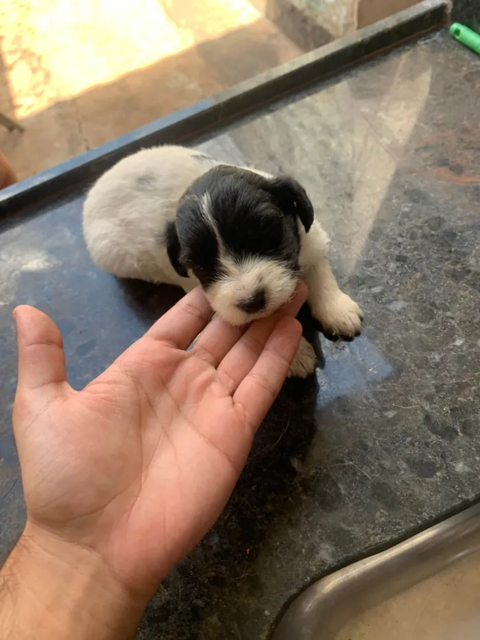 Cachorro ra a Maltês idade Abaixo de 2 meses nome Filhotes mestiço Maltês 