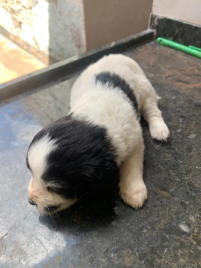 Cachorro ra a Maltês idade Abaixo de 2 meses nome Filhotes mestiço Maltês 