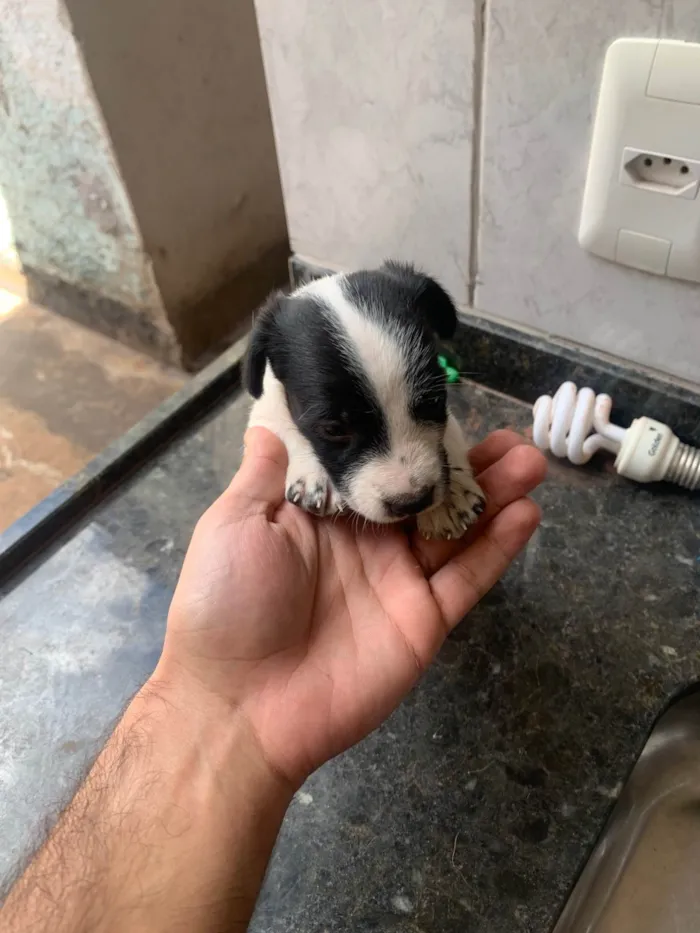 Cachorro ra a Maltês idade Abaixo de 2 meses nome Filhotes mestiço Maltês 