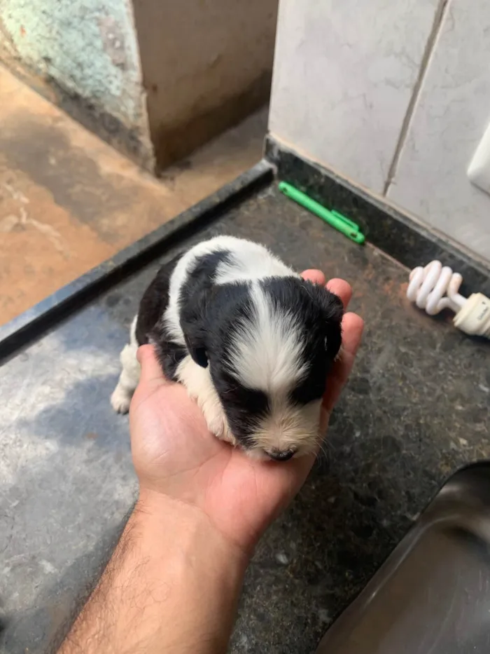 Cachorro ra a Maltês idade Abaixo de 2 meses nome Filhotes mestiço Maltês 