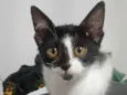 6 gatinhos para doação