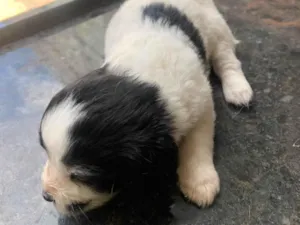 Cachorro raça Maltês idade Abaixo de 2 meses nome Filhotes mestiço Maltês 