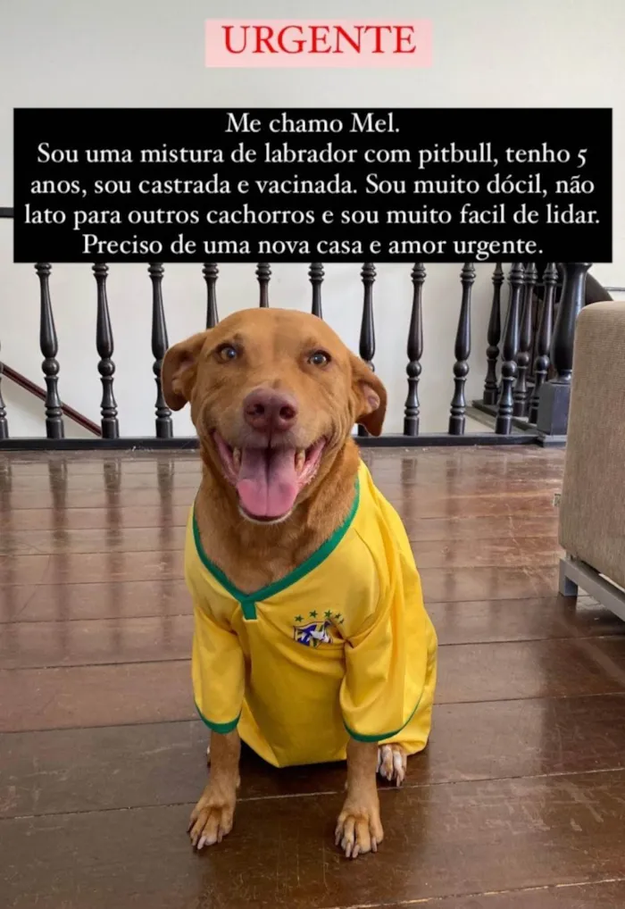 Cachorro ra a Labrador idade 5 anos nome Mel