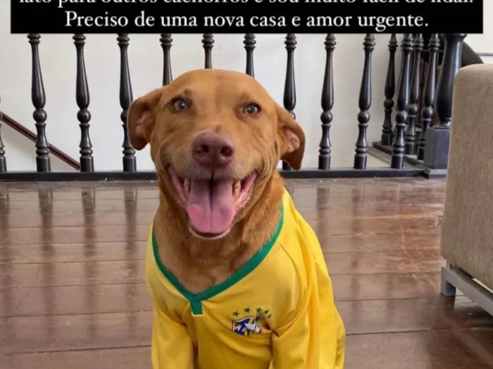 Cachorro ra a Labrador idade 5 anos nome Mel