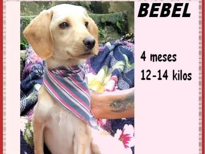 Cachorro ra a SRD-ViraLata idade 2 a 6 meses nome Bebel