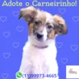 Carneirinho 