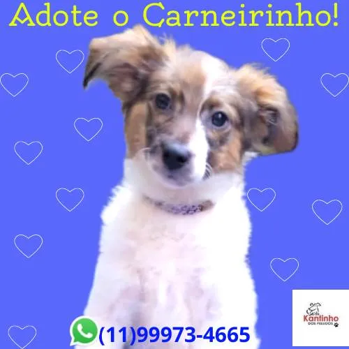 Cachorro ra a SRD-ViraLata idade 2 a 6 meses nome Carneirinho 