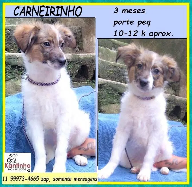 Cachorro ra a SRD-ViraLata idade 2 a 6 meses nome Carneirinho 