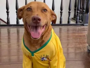 Cachorro raça Labrador idade 5 anos nome Mel