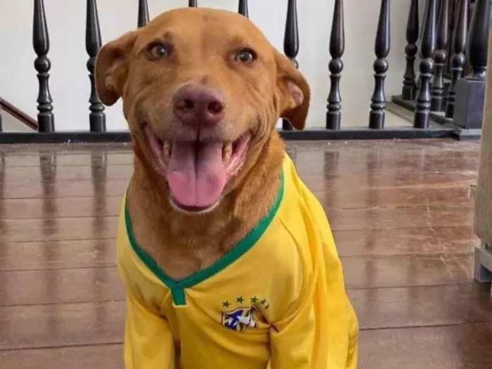 Cachorro ra a Labrador idade 5 anos nome Mel