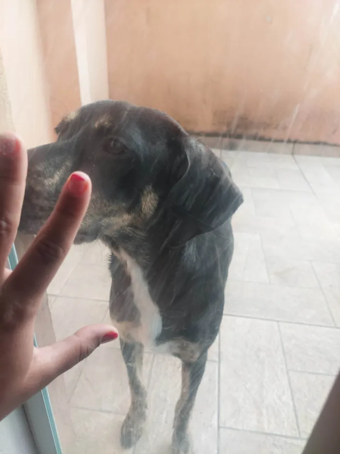 Cachorro ra a SRD-ViraLata idade 7 a 11 meses nome Maggie 