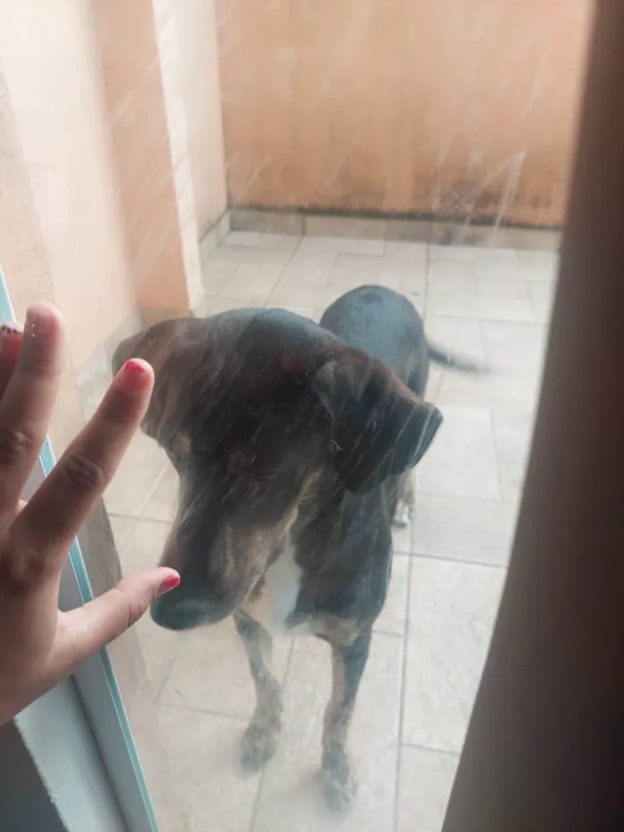 Cachorro ra a SRD-ViraLata idade 7 a 11 meses nome Maggie 