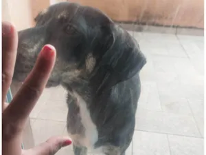 Cachorro raça SRD-ViraLata idade 7 a 11 meses nome Maggie 