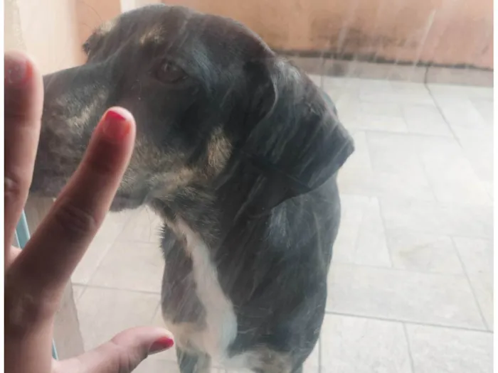 Cachorro ra a SRD-ViraLata idade 7 a 11 meses nome Maggie 