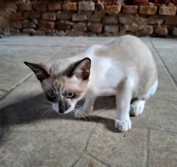 Gato ra a SRD-ViraLata idade Abaixo de 2 meses nome Luke