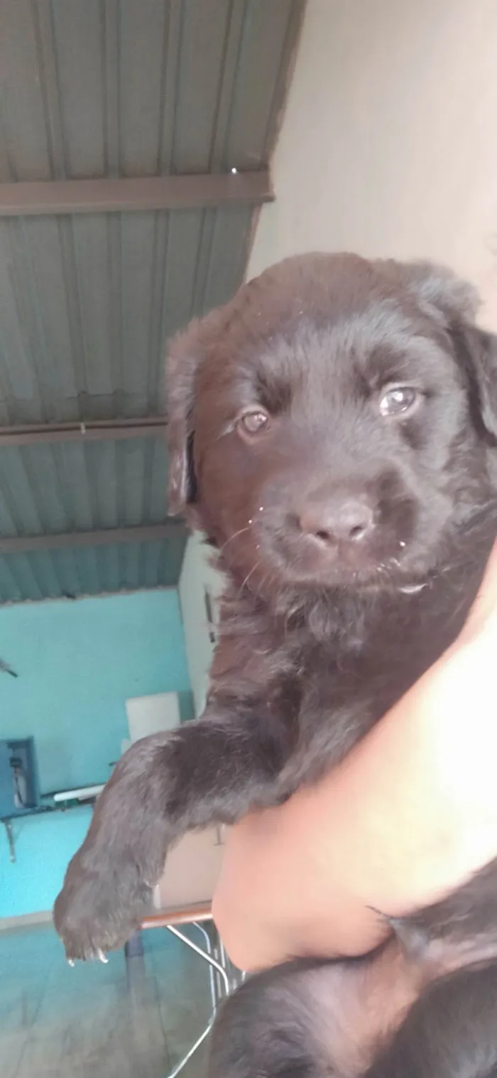 Cachorro ra a SRD-ViraLata idade 2 a 6 meses nome Ninõ