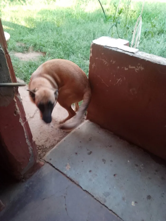 Cachorro ra a Pastor Alemão idade 7 a 11 meses nome Bruna