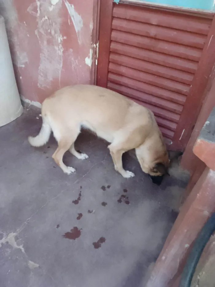 Cachorro ra a Pastor Alemão idade 7 a 11 meses nome Bruna