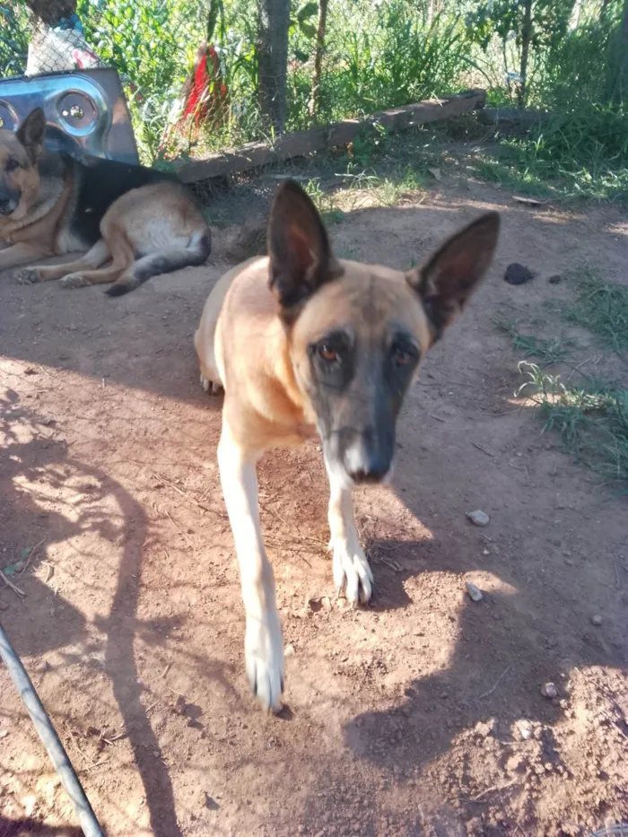 Cachorro ra a Pastor Alemão idade 7 a 11 meses nome Bruna