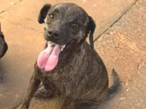 Cachorro raça SRD-ViraLata idade 5 anos nome Gonzaguinha