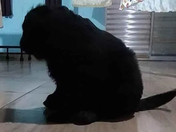 Cachorro ra a SRD-ViraLata idade 2 a 6 meses nome Ninõ