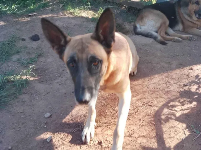 Cachorro ra a Pastor Alemão idade 7 a 11 meses nome Bruna