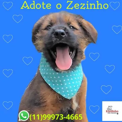 Cachorro ra a SRD-ViraLata idade 2 a 6 meses nome Zezinho