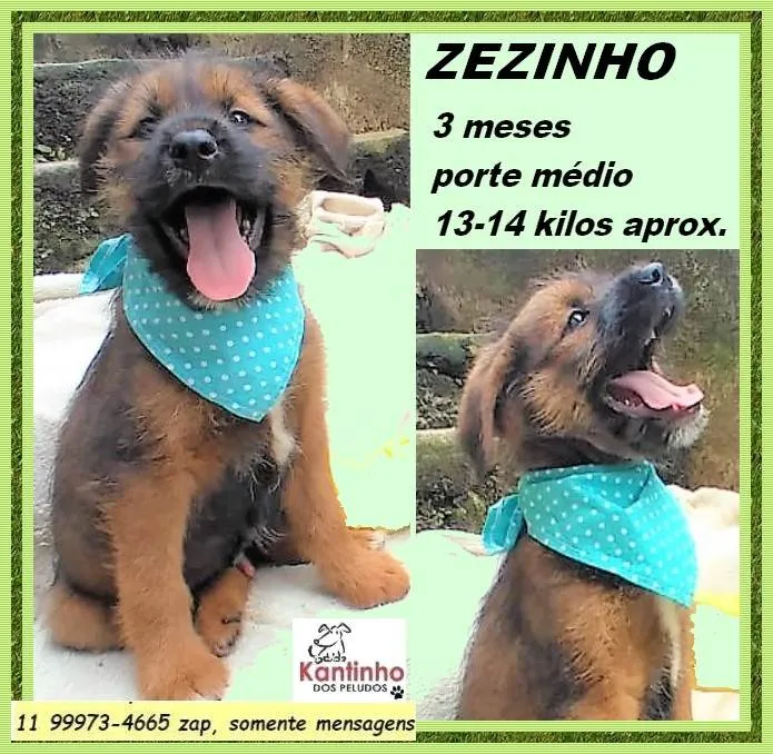 Cachorro ra a SRD-ViraLata idade 2 a 6 meses nome Zezinho