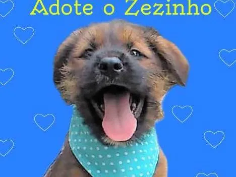 Cachorro ra a SRD-ViraLata idade 2 a 6 meses nome Zezinho